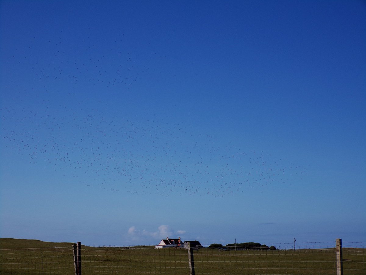 Fantastic day of spring migration on #Tiree today with birds everywhere in the sunshine: Black-tailed Godwit flock at Vaul, Pale-bellied Brent at Gott Bay, flock of 2,000+ Golden Plovers at Kilmoluaig @PatchBirding