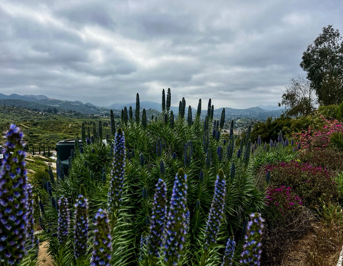 marklarsonradio's tweet photo. HAPPY FRIDAY! My view on the morning hike today… #EastCounty #SanDiego #PollenFest🤪 #ButBeautiful https://t.co/W5HlUTgyZS