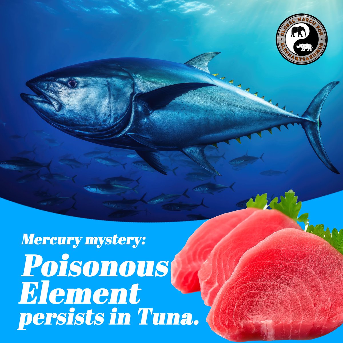 ❗Mercury mystery: Poisonous element persists in Tuna. 🦈 Levels of mercury persist in tuna, decades after pollution controls were introduced to limit emissions. 💥 The Answer: Very old mercury lurks deep in the ocean and wells up into the waters where the tuna swim. 🦈 The