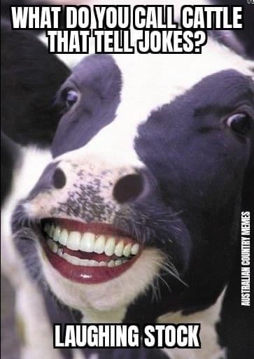 🤣Friday Funny ❎4️⃣ These are udderly hilarious! 

#fridayfunny #finallyfriday #dadjokes #GCC #movingforwardtogether