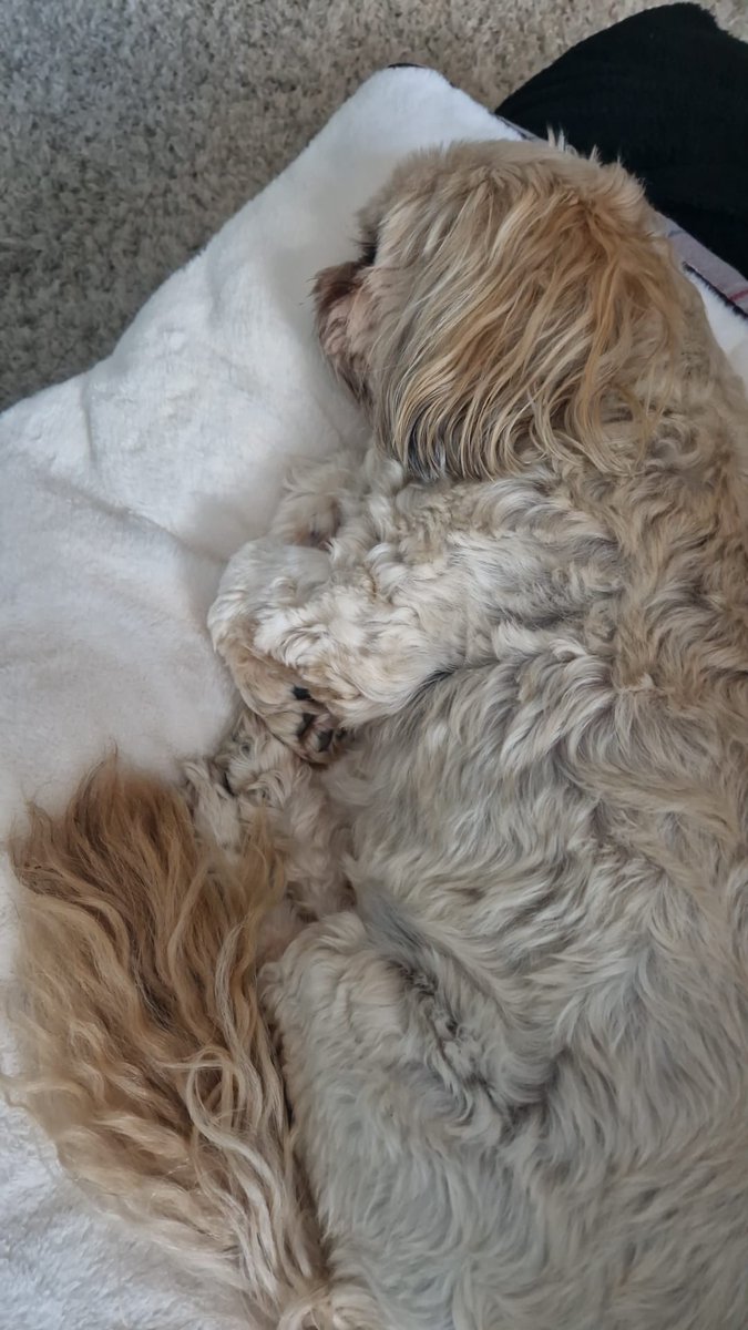 Hello pals, me recovering from me teeth extraction....4 in total. Its been a rough few days but me on the bend. Fank yous for all the prayers.🥰🥰🥰🥰