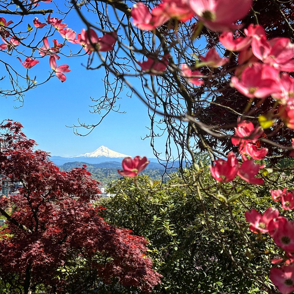 Had to stop during my lunch run for this beautiful view of #Wyeast! Have a great weekend, y’all! #MtHood #Oregon #seenonmyrun #wyeastwolfpack #getafterit #pnw #pnwonderland #exploregon #pdx #portland #portlandoregon instagr.am/p/C59c09yviVh/