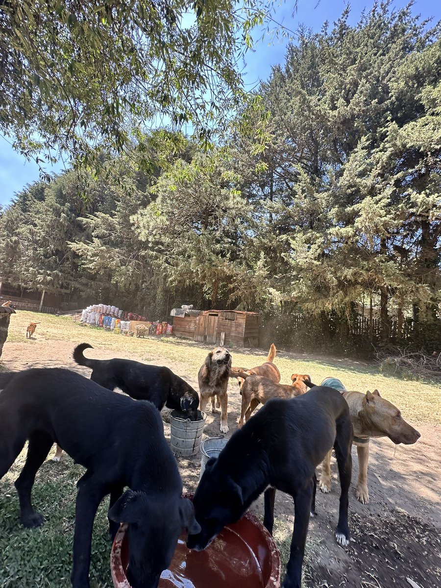 🛟 🆘🥵🥵🥵
Amig@s alguno de ustedes quisiera apadrinarnos una pipa de agua por favor? Hoy la aumentaron a  1200 y consumimos mucha diario, pues somos 300 perritos que tomamos mucha, muchísima agua, hacemos sopa, nos urge bañarnos 🙈🙊, lavamos platos, cobijas; nuestros espacios