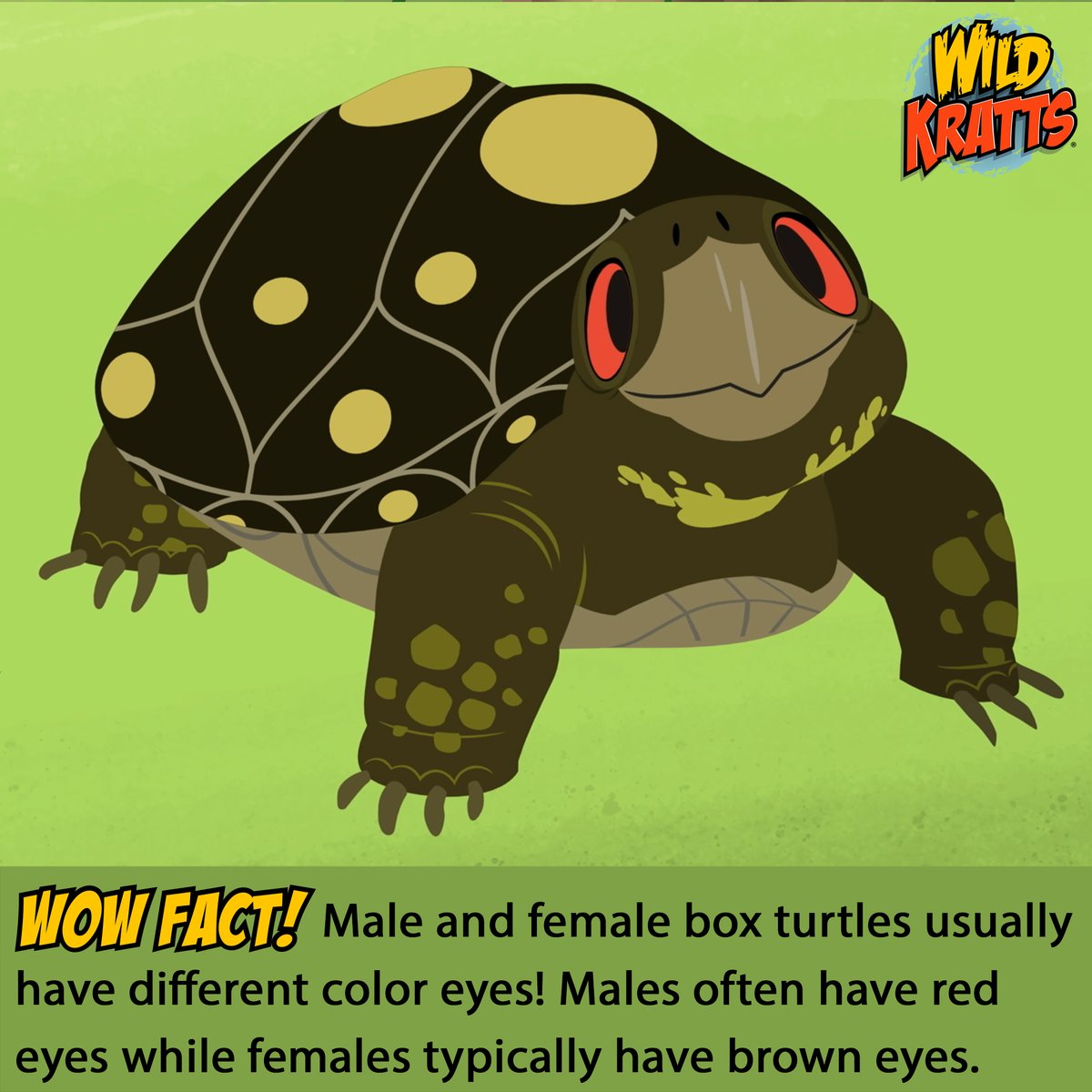 Who's ready for box turtle WOW Facts?!🐢 Box turtles can live incredibly long lives, often reaching up to 40 years with some even surpassing the century mark, living more than 100 years! Their shells aren't just their homes but are act as full suits of armor. Box turtles can