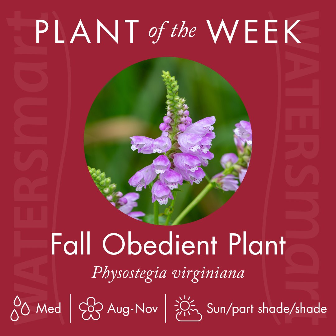 Fall Obedient Plant is a fast growing Texas native that yields stunning flowers! It requires little maintenance and can help you use less water in the garden. Learn more about this #WaterSmart plant here: bit.ly/3Jo0yM7