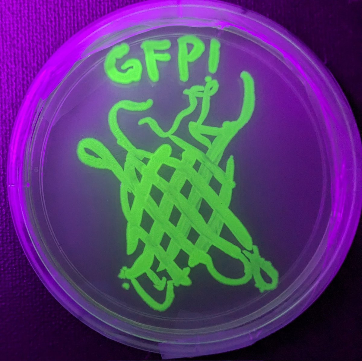 klsywd's tweet photo. May I present to you my agar art of the structure of green fluorescent protein (GFP), painted with bacteria genetically engineered to express the protein! #meta
Thanks @ATinyGreenCell for the E. coli and @Colemanomonas for the super bright free use GFP! #fuGFP #SciArt https://t.co/gy9dbZIKis