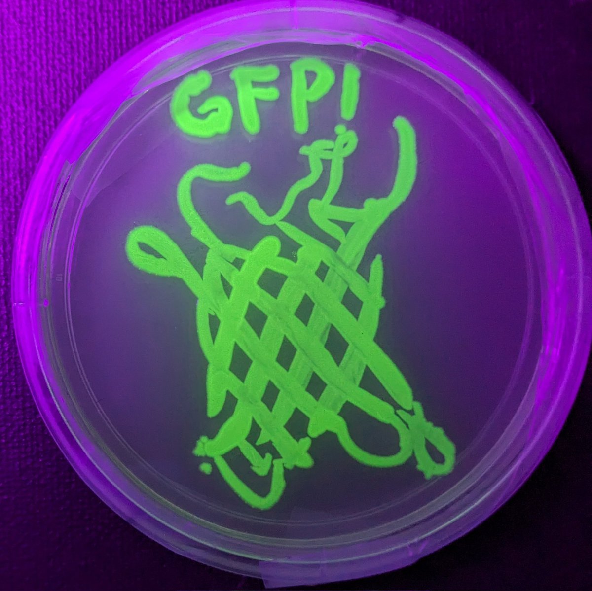 May I present to you my agar art of the structure of green fluorescent protein (GFP), painted with bacteria genetically engineered to express the protein! #meta Thanks @ATinyGreenCell for the E. coli and @Colemanomonas for the super bright free use GFP! #fuGFP #SciArt