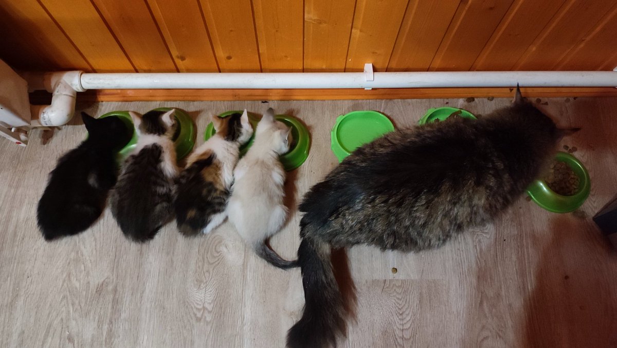 Мышь|Голландская ☮️ tweet media