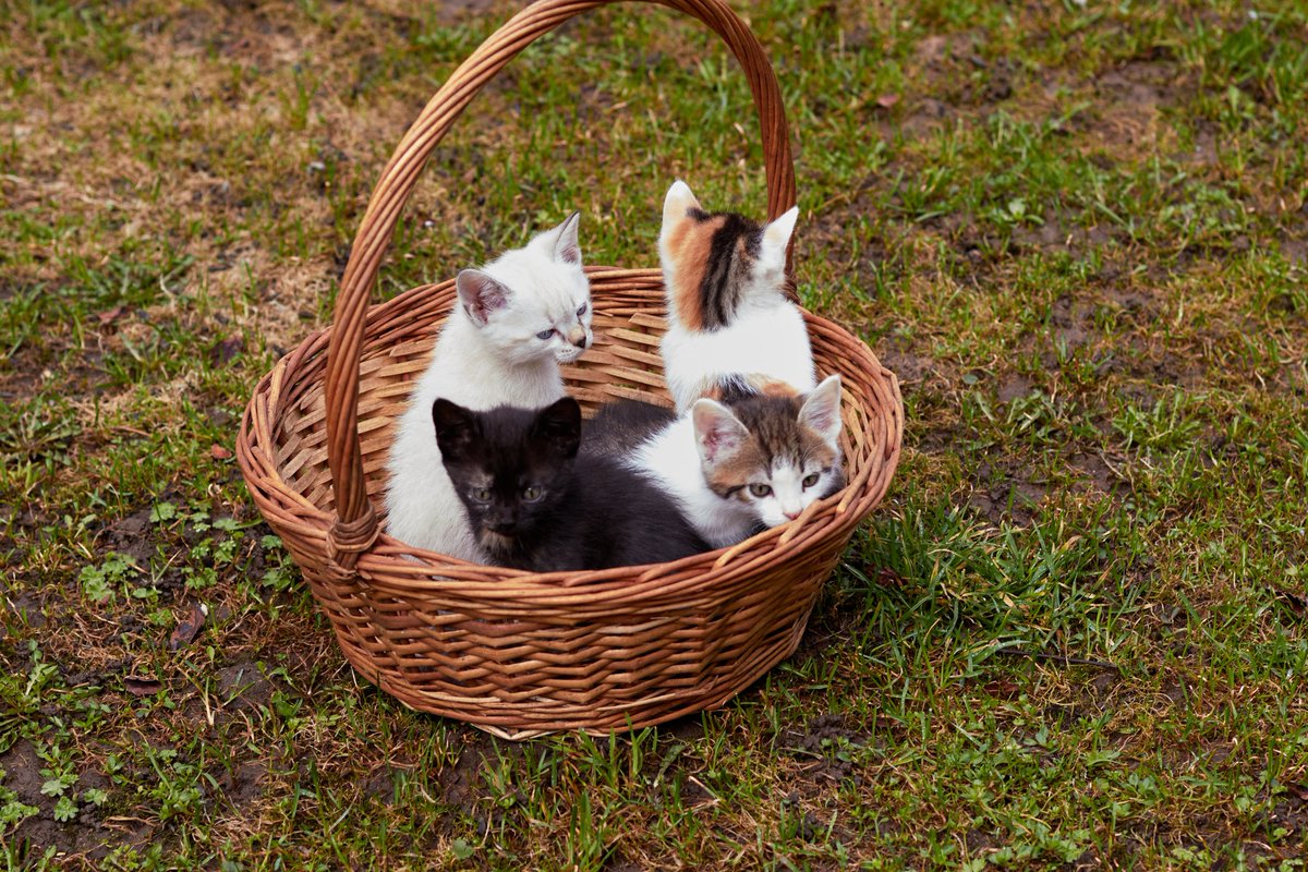 Мышь|Голландская ☮️ tweet media