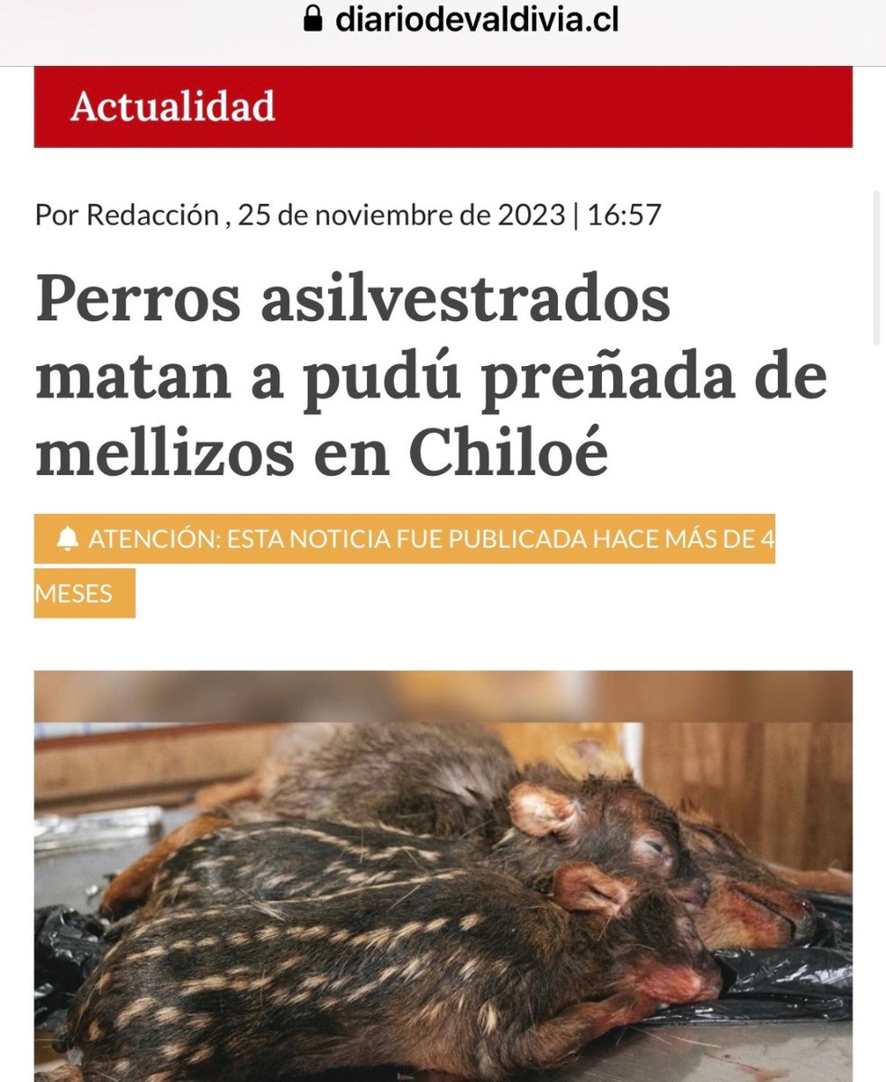 Esto es lo que no visualizaron  y se farrearon la oportunidad de solucionar .

“Si no detenemos esto el resultado será la pérdida de la especie”, advierten desde Defendamos Chiloé.

¿Se entiende ahora?

<a href="/Maisa_Rojas/">Maisa</a> <a href="/hector_ulloaa/">Diputado Héctor Ulloa A.</a> <a href="/abernales/">Alejandro Bernales 🇨🇱</a> <a href="/JaimeSaezQuiroz/">Jaime Sáez Quiroz</a>