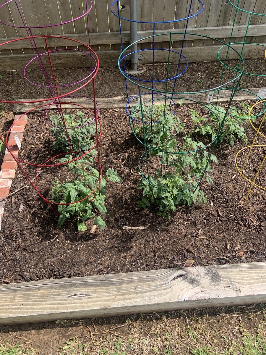 Well I planted 6 tomatoes but naturally the squirrels wanted one! At least they left 5!