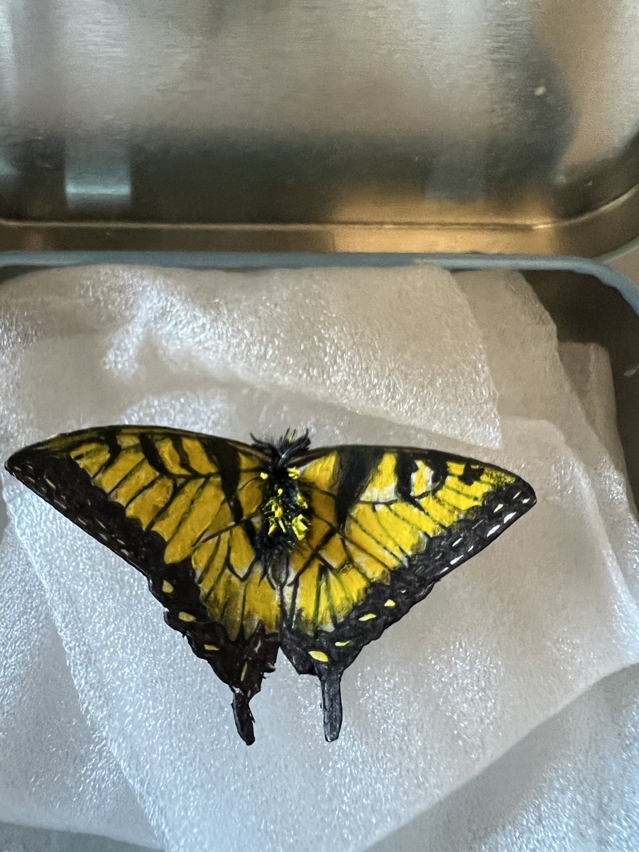 callmelexis's tweet photo. 🚨 PLEASE, pardon me 🚨
i just turned 30 ✨
- now watch me while i #bloom
🌸🌼🌺🌷🌱🌹♈️
& because i love all things #horror check out my #spooky boucake cupcakes 🧁- eastern tiger #swallowtail butterfly by my sis @amn1788
—
#aries #petalsforarmor #brandneweyes 🤭 https://t.co/PTzU9Rkqlb