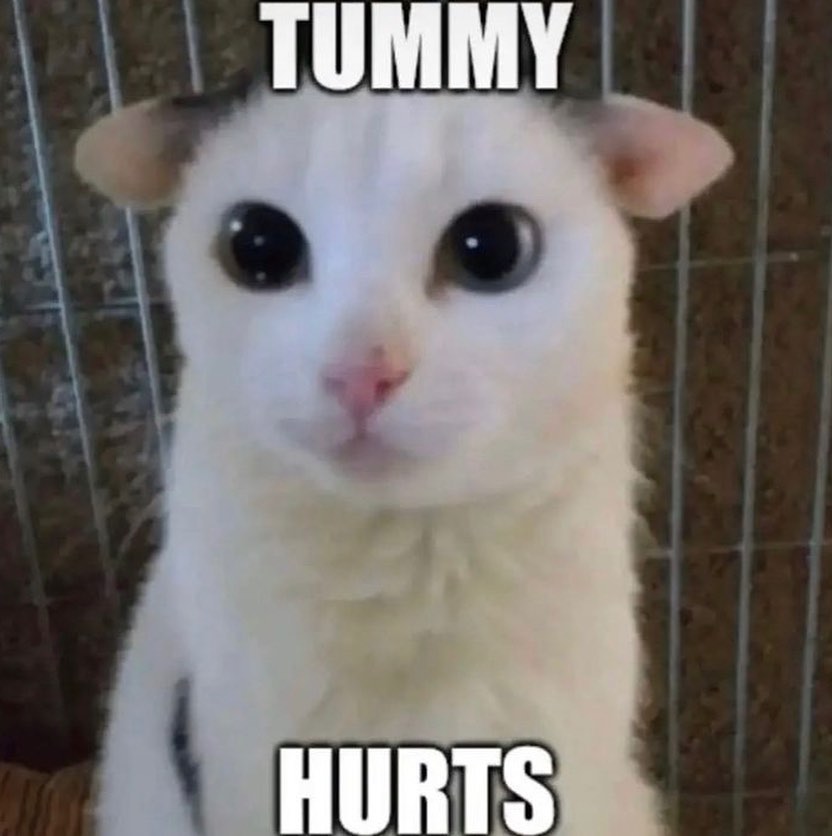 PunchingCat's tweet photo. https://t.co/vbkItbLigX