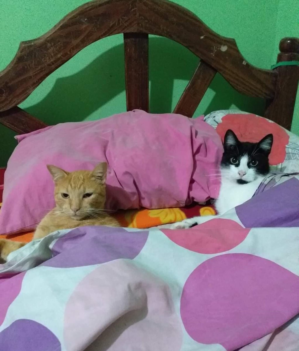 “Los gatos están para cazar ratones”

Mis gatos: