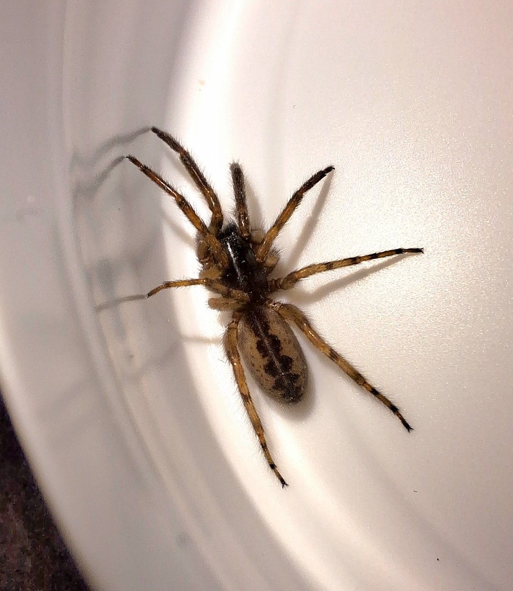 Spoted this beautiful Segestria senoculata, snake back spider out and about in Dublin city tonight. Rarely spotted outside of the tubular webs they weave in crevices, it's a real treat to see one out in the open. 🕷