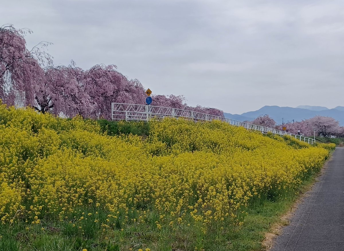いよいよファンミ北海道公演ですね❣️

楽しい週末を✋☺️

#私の_世界に一つだけの花 
#SMAP 

3色💗💛💚