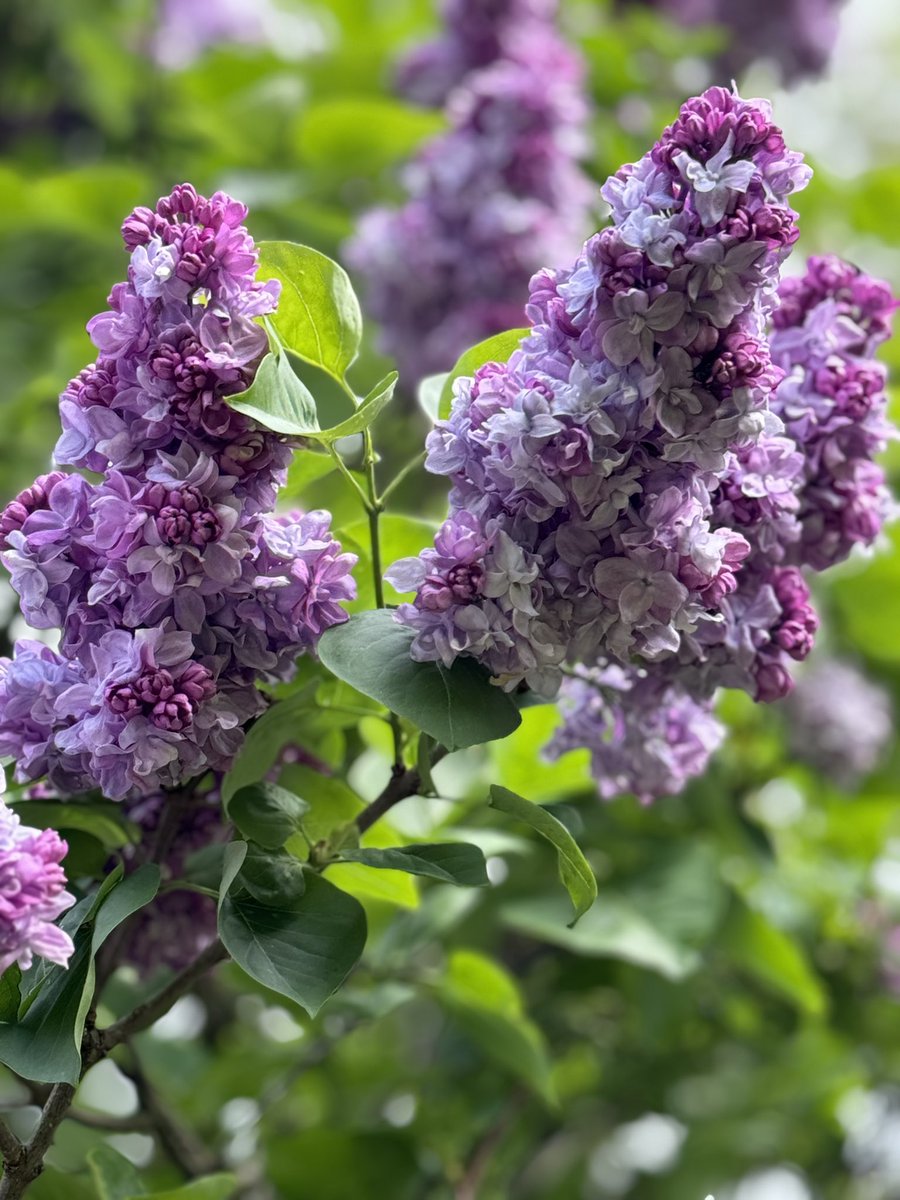 Lilac you mean it 🎵 🎶 

(Only some will get this 😂)

#GardeningTwitter #GardeningX