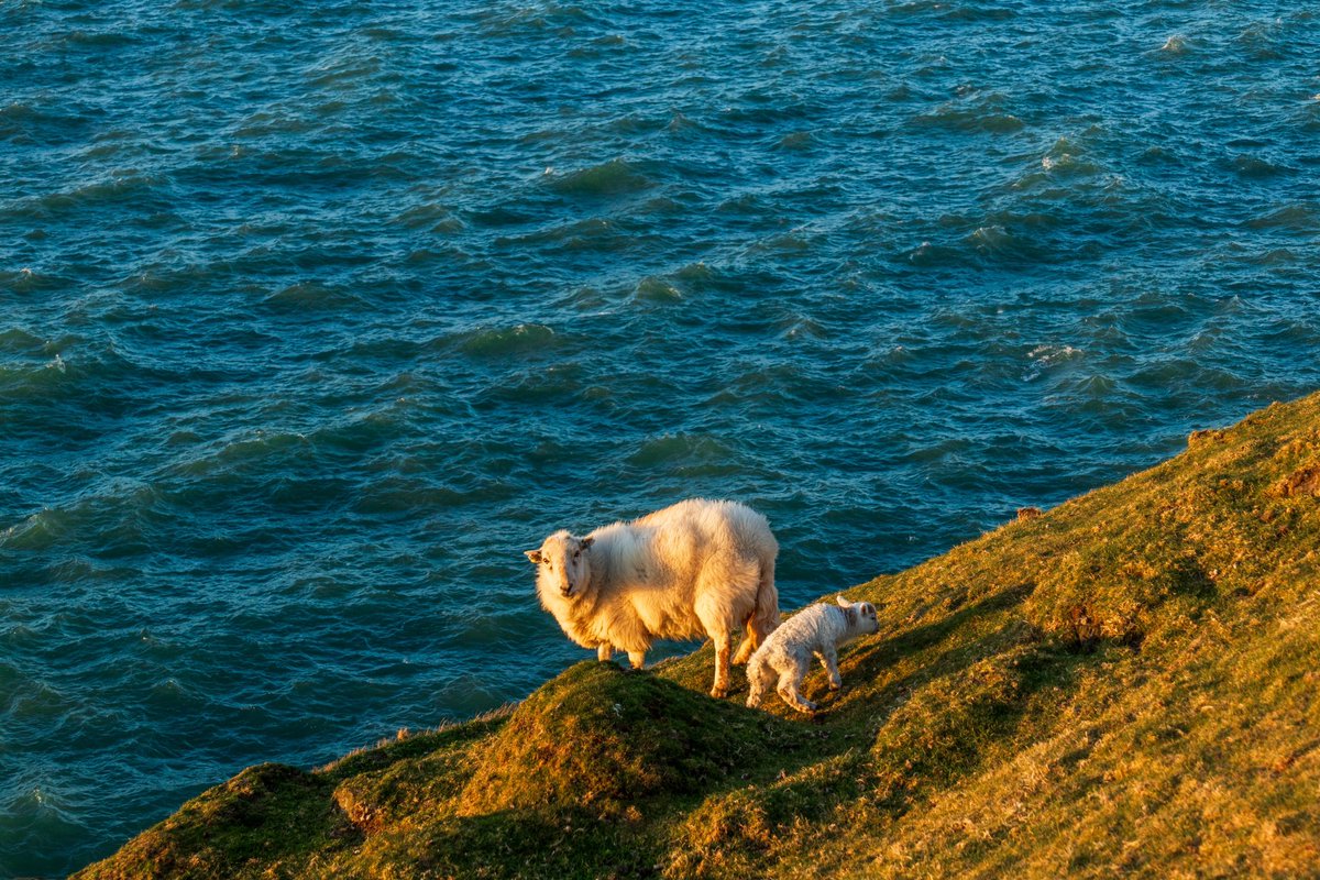 Sheep right on the edge but moved inland thank goodness, I love a happy ending @S4Ctywydd @StormHour @ThePhotoHour @ItsYourWales @NWalesSocial @NorthWalesWalks @RamblersCymru @OPOTY @AP_Magazine #lamb @ElyPhotographic #loveukweather @metoffice