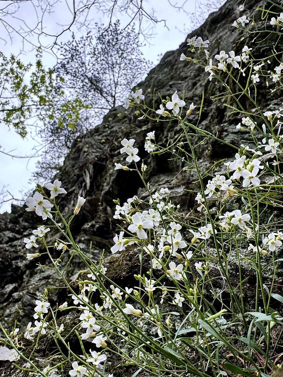 Sorry, can’t. Climbing up a cliff to take wildflower pictures for my homies.

Lyreleaf rockcress (Arabidopsis lyrata)
