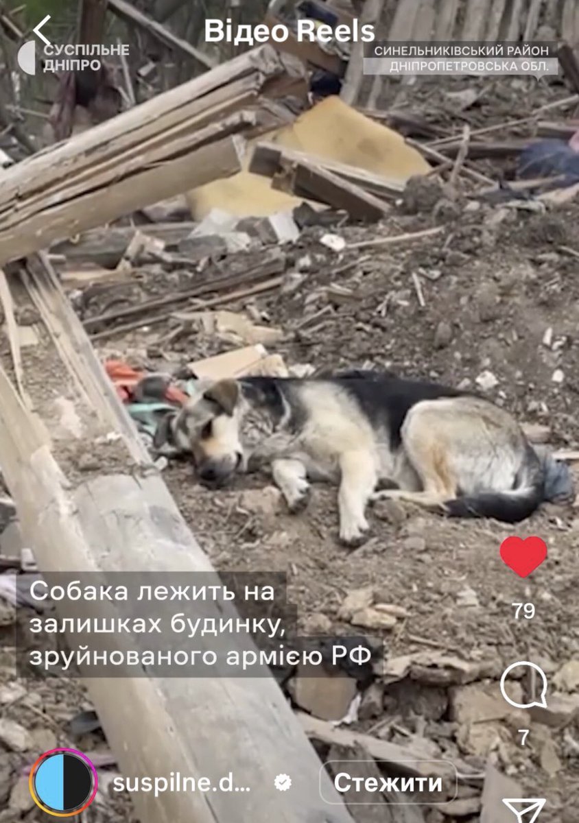 UAarmy_animals's tweet photo. The dog lay down on the remains of a house destroyed by Russia. 
Her family died.

#RussiaIsATerroristState https://t.co/tesHMPgO4v