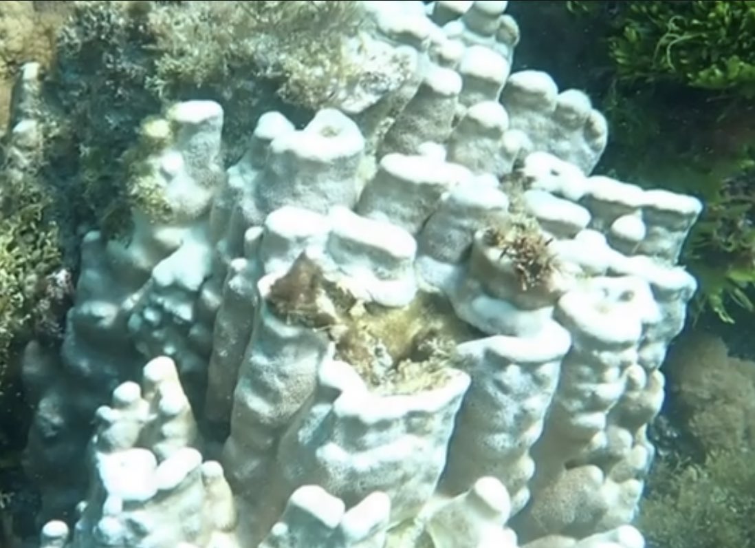 Why isn’t this in the news? Lord Howe Island is another Australian World Heritage Area reeling from anthropogenic climate change.