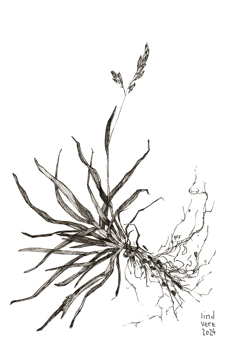 lind_vere's tweet photo. seeds &amp; weeds
on @ourZORA https://t.co/CvtTS6E3p2