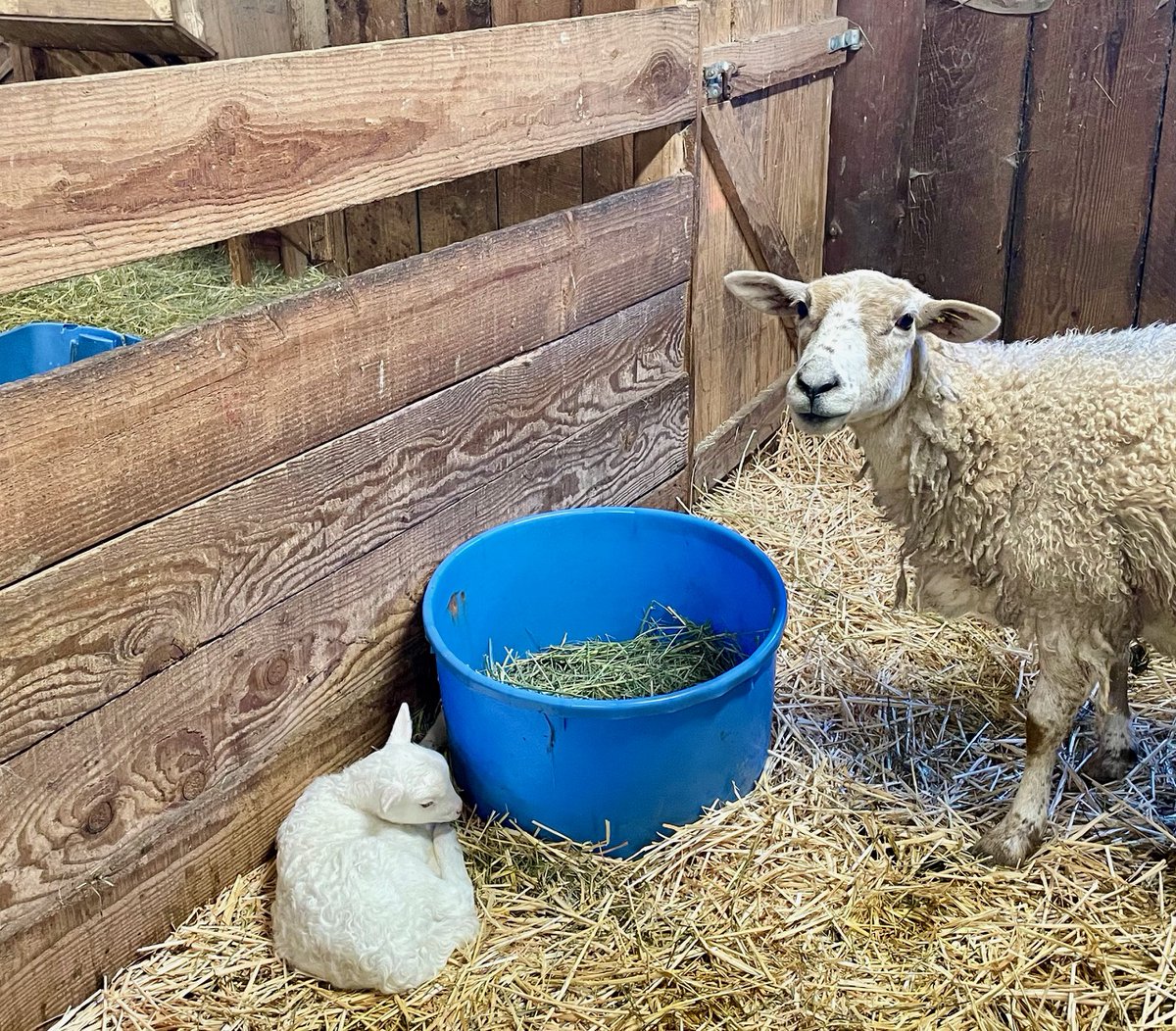 This week I spent a few days at Leaping Lamb Farm in Alsea, Oregon. I had a wonderful time staying in the cottage, and the night before leaving, a new lamb was born. #leapinglambfarm @traveloregon #familyfarm #farmadventures #wanderlust #outdoorfun