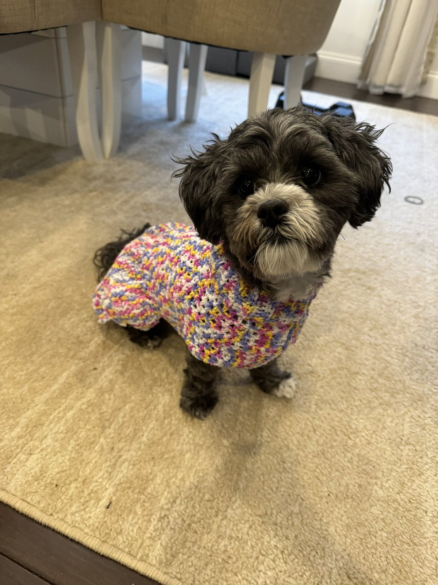 I want to give a big shoutout to Mandy who sent this dress for Lola that she crocheted! Mandy, you are so talented and Lola is loving it! 🐶❤️