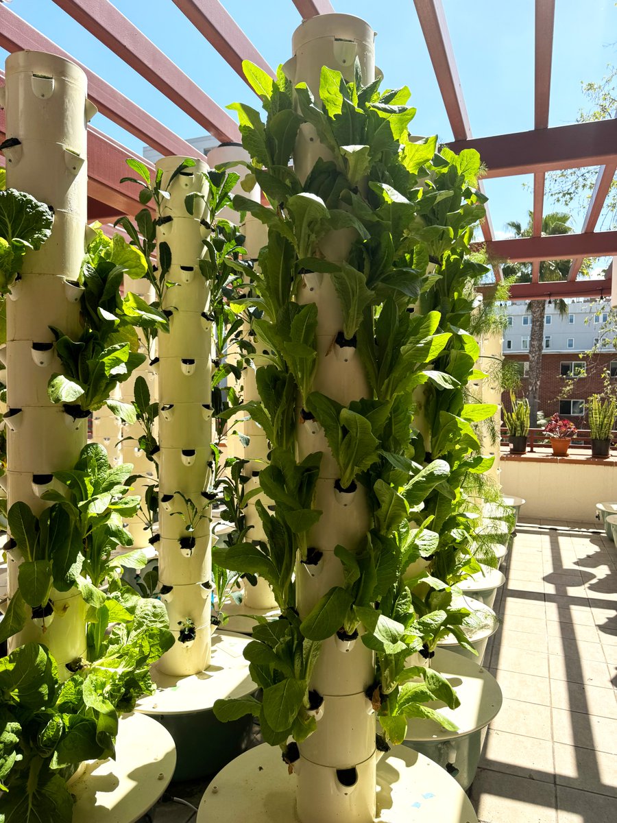 Did you know the Garden Restaurant sources much of its produce and veggies from aeroponic towers on its patio? 

📍Location: Cuicacalli Suites
Meal Plan? ✅
Credit/Debit? ✅
*The menu rotates daily*

#SDSU #SDSUDining #SDSUthegarden #SanDiegoState