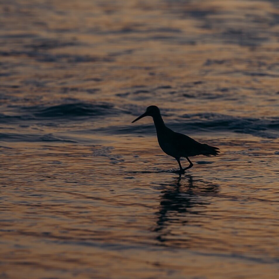 GoSantaMonica tweet picture