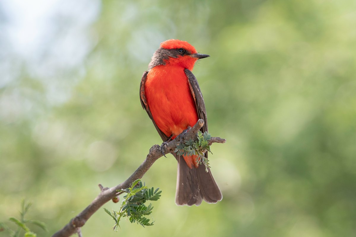 This vibrantly red Vermilion Flycatcher keeps watch for insects from its perch.