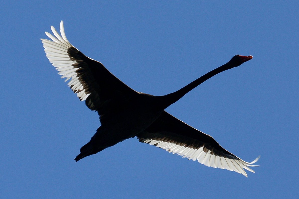 Good morning. Another view of one of our local swans in flight. For Newcastle folk, I’m playing solo at Lowlands Bowling Club tomorrow, Sunday the 21st, 3pm. Have a great day.