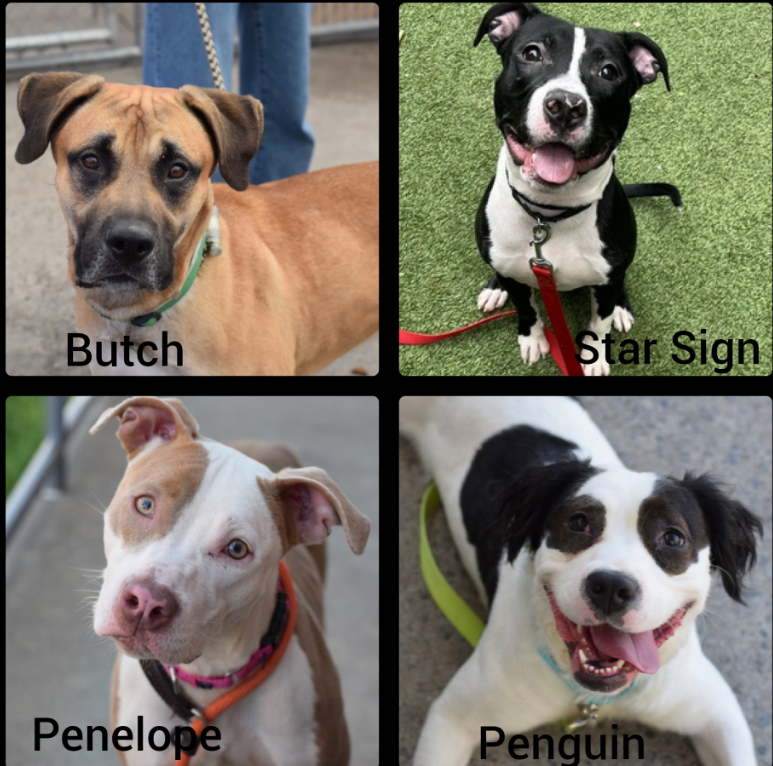 Today #NYCACC Slaughtered these 4 pups #FostersSaveLives We can not #Rescue our way out #Reform We need viable solutions If you live in the 5 Boroughs of #NYC Please attend: Zoom Meeting Voice for Shelter Animals 🚨Action Alert🚨 4/20 Noon Info👇 facebook.com/watch/?v=42526…