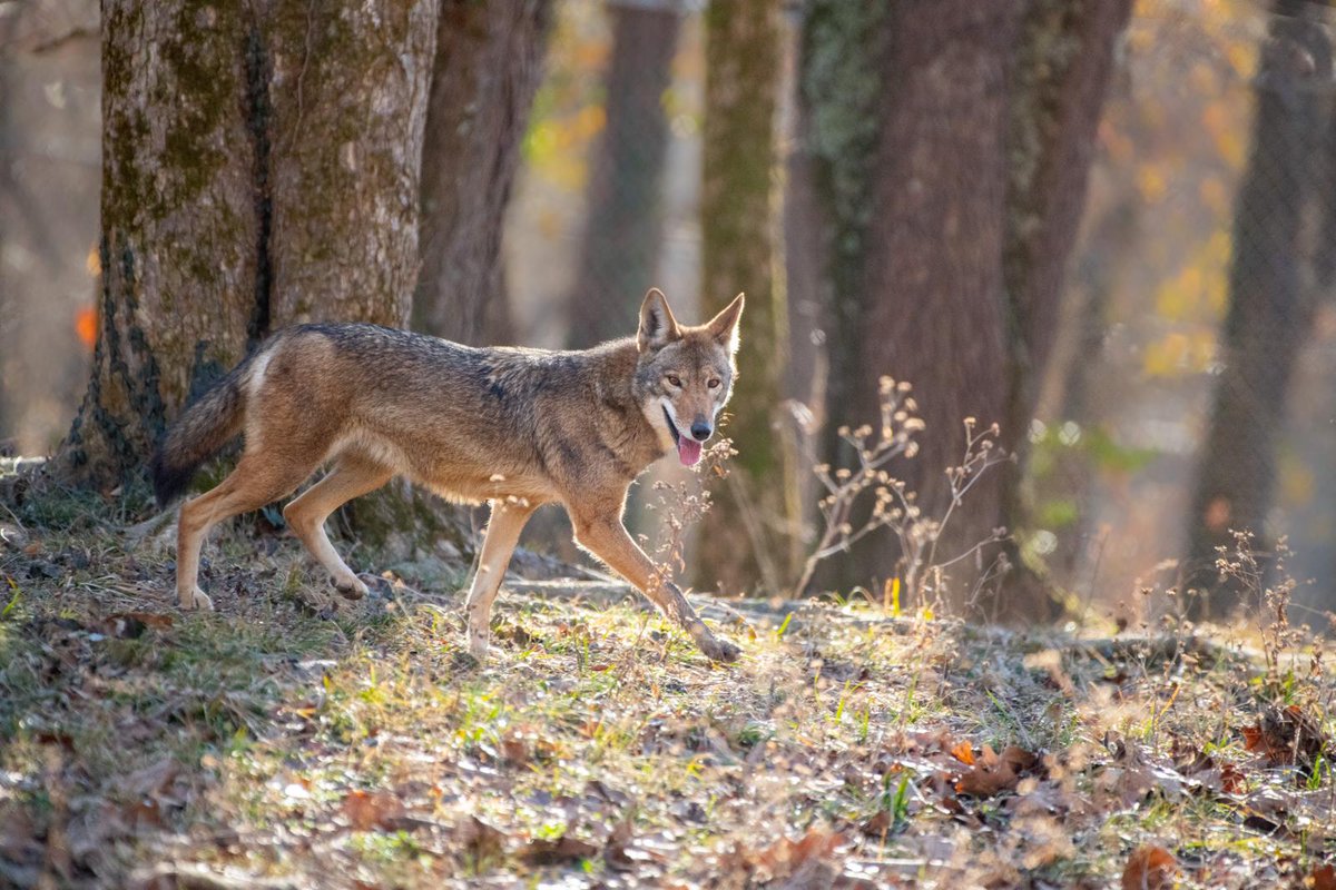 Did you know that the few remaining wild #AmericanRedWolves occupy less than 1% of their original range? #RedWolves can now only be found in a small area in eastern #NorthCarolina in and around the Alligator River National Wildlife Refuge.