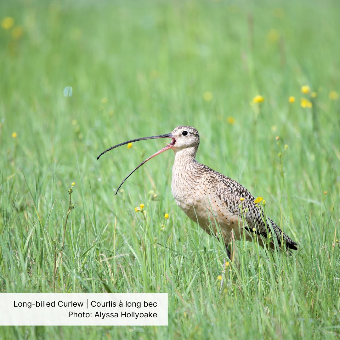 Happy World Curlew Day! Did you know that Canada’s grassland loss is a major threat to the Long-Billed Curlew population? Join us April 24 at 1-2:30 EST on Zoom to learn about the pivotal role of policy in halting grassland loss: tinyurl.com/5n9ybby7