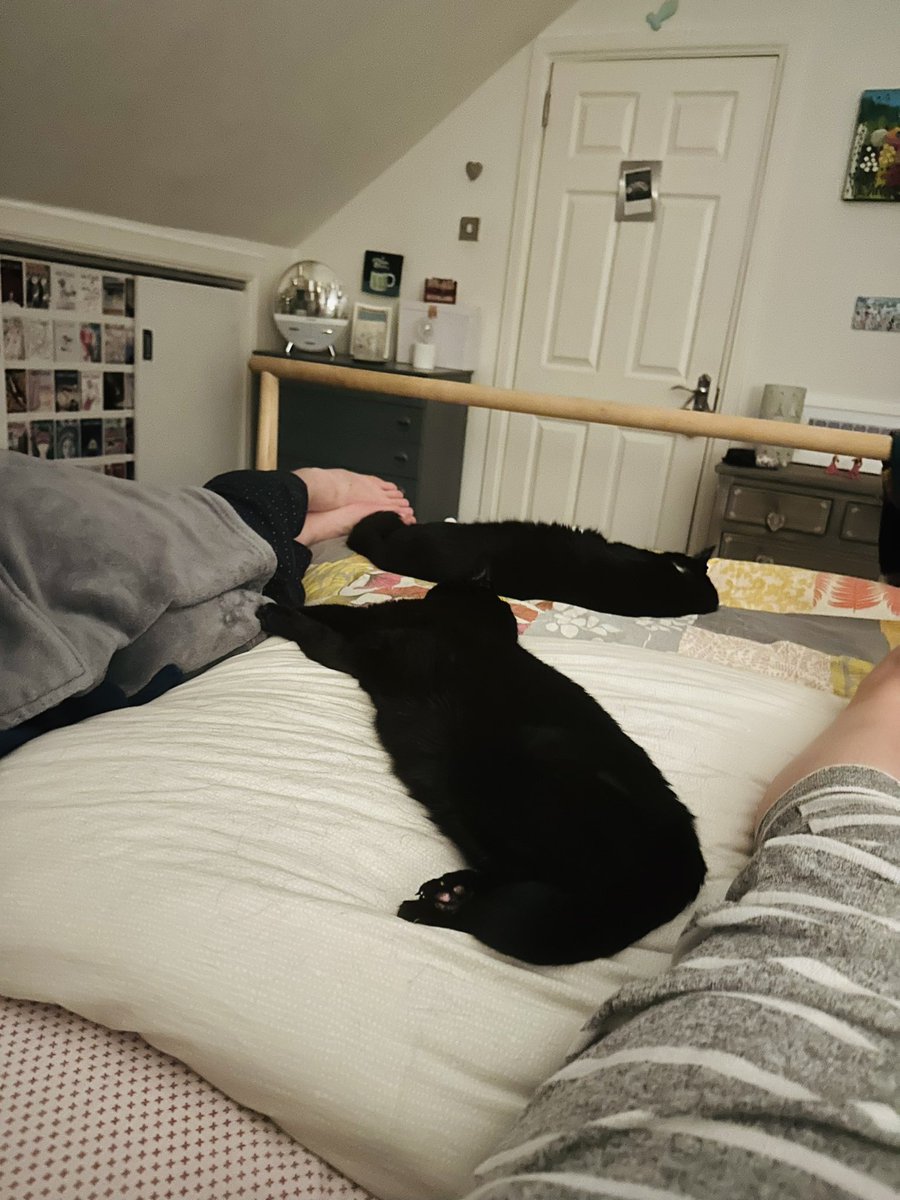 LaRadarina's tweet photo. I can’t actually get into bed! However, it makes me smile that the felines are tolerating one another! #Murdo #Pippa https://t.co/hjd2UtGaQh