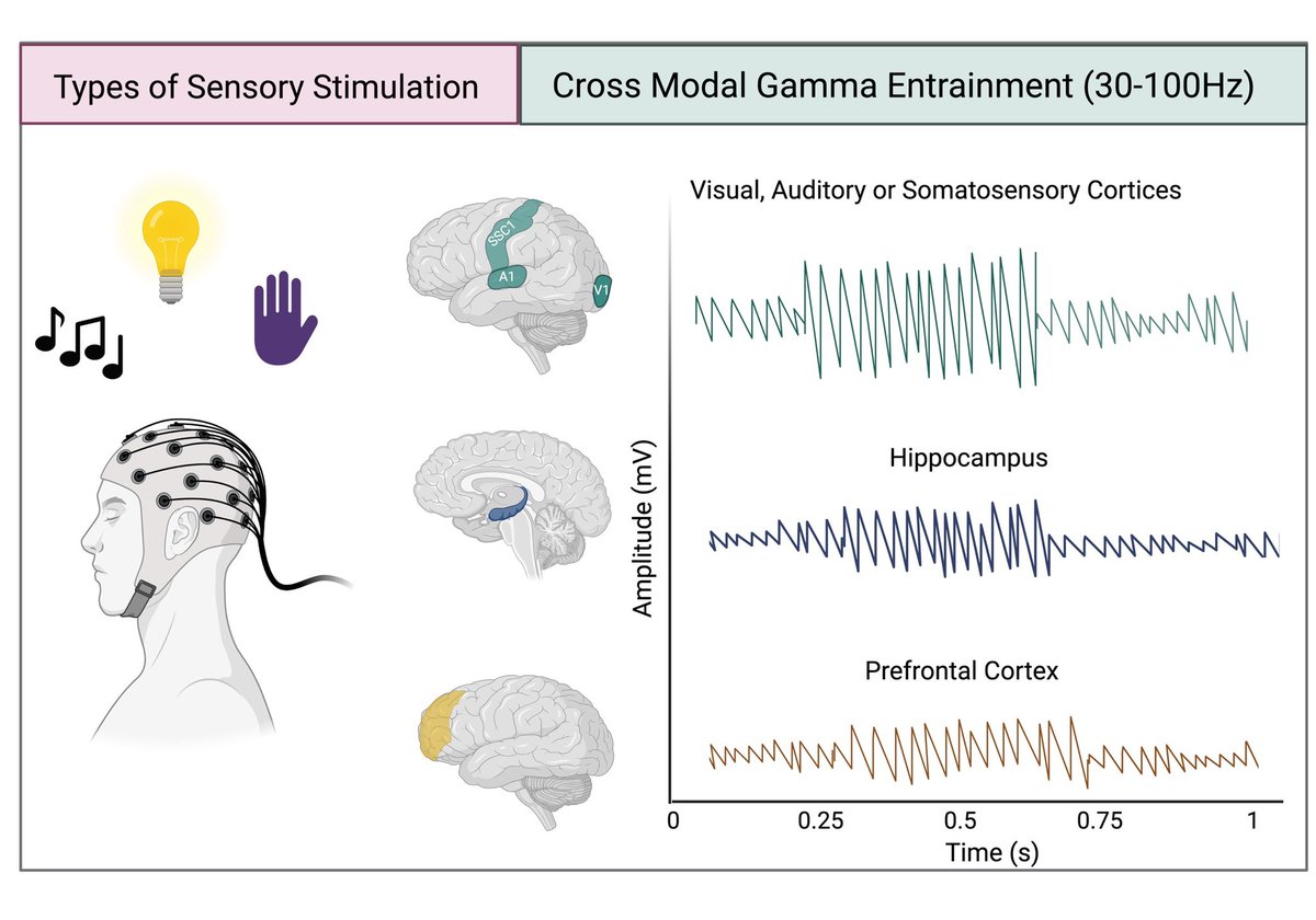 Tallan Black (@talpaca13) on Twitter photo Novel non-pharmacological interventions like Gamma Entrainment Using Sensory should be considered for cognitive symptoms in neuropsychiatric disorders like schizophrenia. From a simple brain child with <a href="/BryanJenkinsPhD/">Bryan W Jenkins 🧠</a> to publication, I am ECSTATIC! sciencedirect.com/science/articl… Novel non-pharmacological interventions like Gamma Entrainment Using Sensory should be considered for cognitive symptoms in neuropsychiatric disorders like schizophrenia. From a simple brain child with <a href="/BryanJenkinsPhD/">Bryan W Jenkins 🧠</a> to publication, I am ECSTATIC! sciencedirect.com/science/articl…