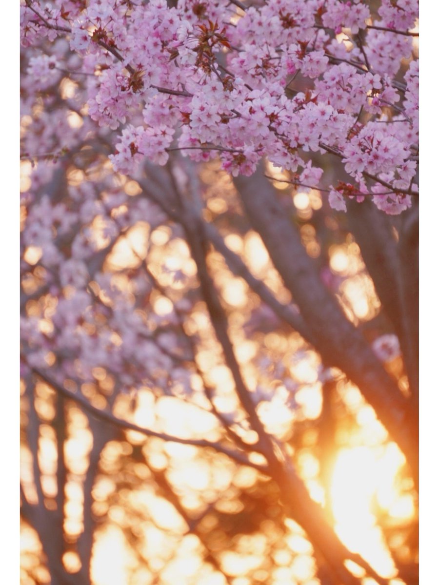 あなたの花は、もうすぐ咲く。
#桜　#夕陽　#函館　#カメラ