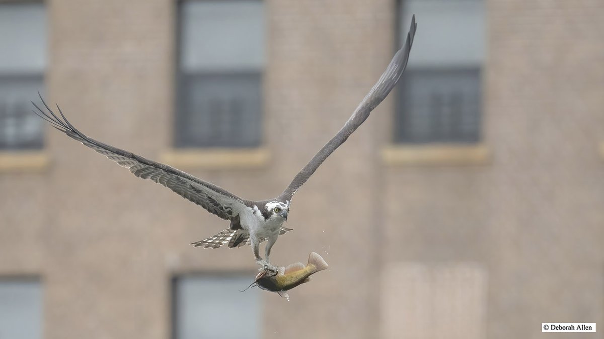 One of two Ospreys at the Harlem Meer today at lunch time, after catching this unfortunate Bullhead. The other Osprey flew out of a tree nearby carrying just the tail of the fish it had caught. #birdcpp