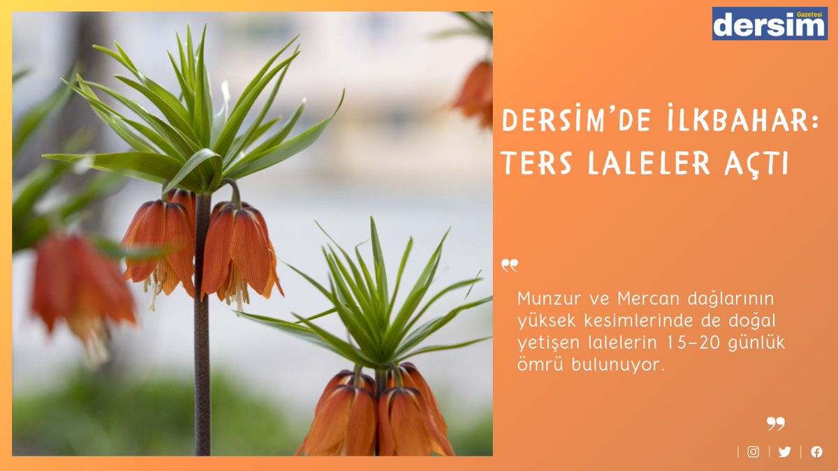 Dersim’de ilkbahar: Ters laleler açtı dersimgazetesi.net/ekoloji/dersim…