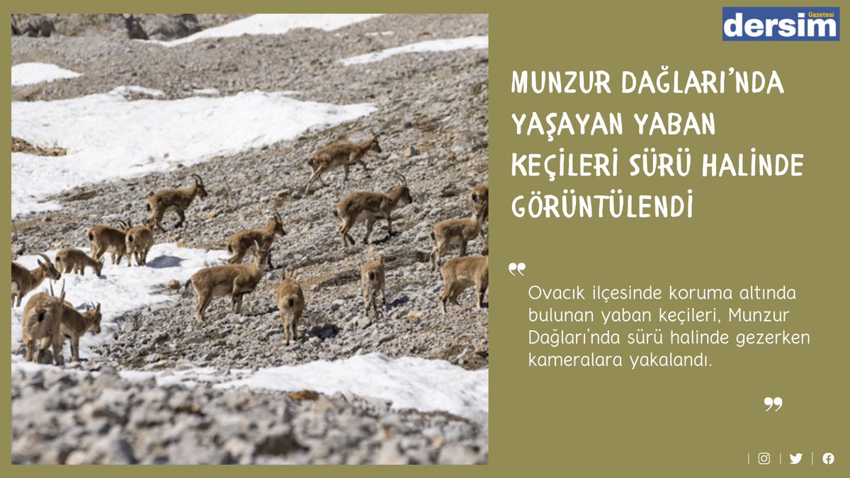 Munzur Dağları’nda yaşayan yaban keçileri sürü halinde görüntülendi dersimgazetesi.net/ekoloji/munzur…
