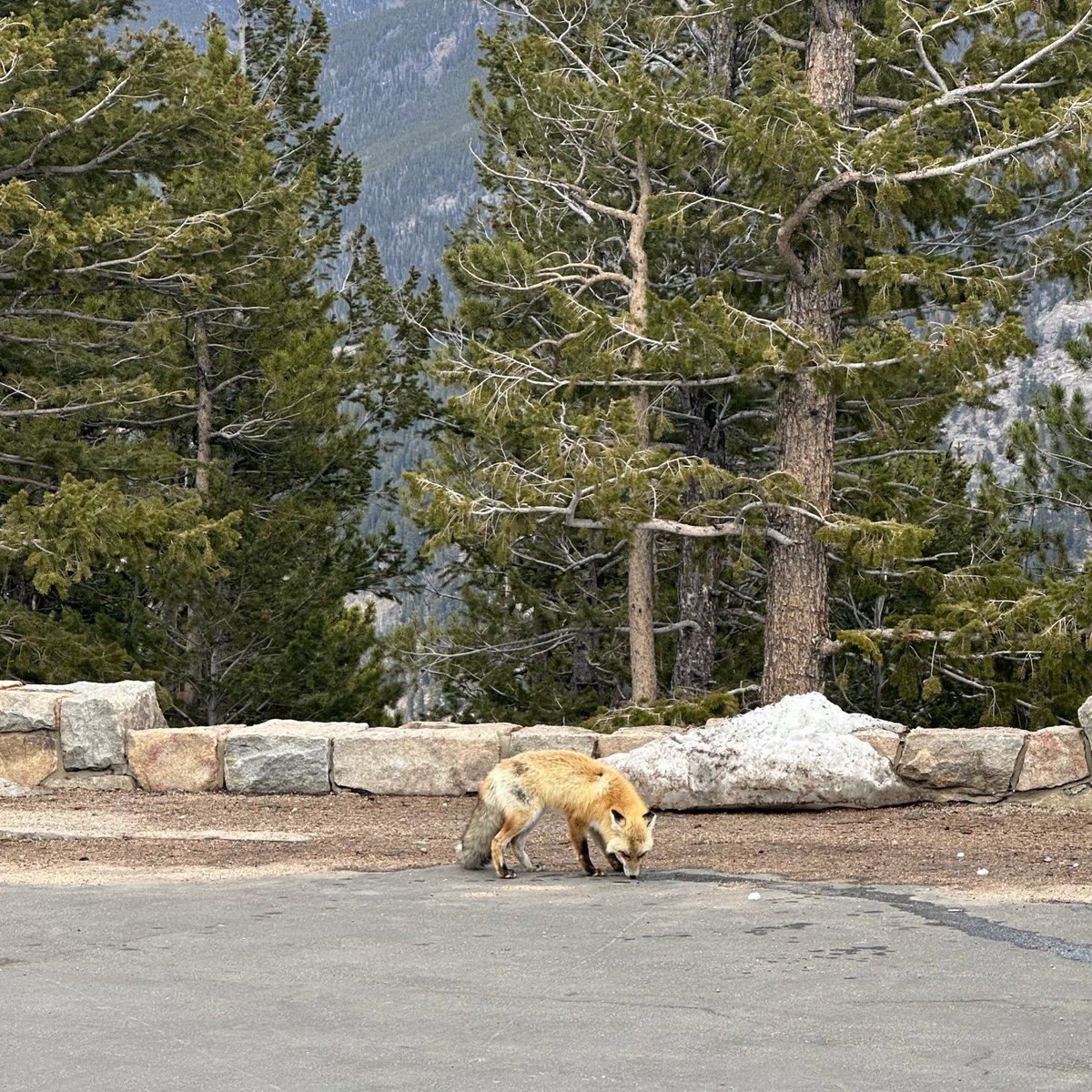 All the wildlife sightings we saw 🫎 🦌 🐐 🦊 🐦‍⬛ #RockyMountainNationalPark #Colorado