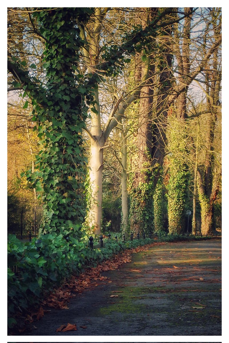 A walk in Szczytnicki Park

#trees 
#alley
#photography 
#loveofphotography 
#walking 
#Hometown 
#Cityof100Bridges  
#cityscape 
#cityphotography 
#nature  
#naturephotography