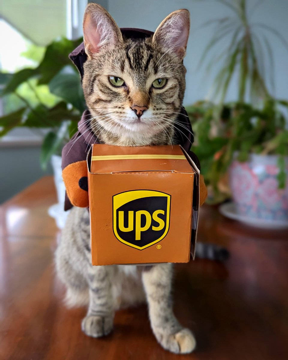Special delivery! It's National Cat Lady Day, and we're delivering another way to celebrate all the sassy and silly moments your cat brings you with costumes! Shop styles fit for your kitty when you visit our full pet costume collection today! 🔽 bit.ly/2nrJi2w