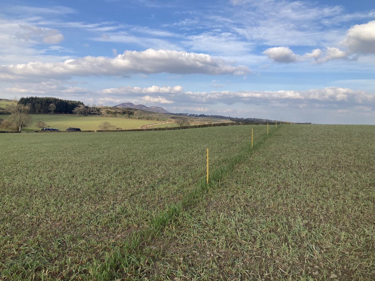 Grazed winter oats looking terrific today despite a terrible “spring”