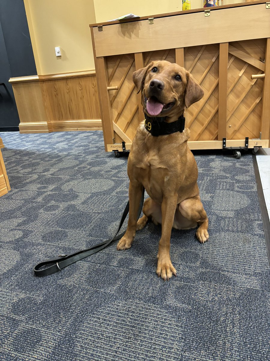 RSpedafino's tweet photo. Today @postroadschool we had a special visit from Hudson our White Plains Police Dog! Special thanks to our @cityofwp Police Officers for visiting @postroadschool #wpproud #postroadrocks #letsgo https://t.co/vEWAfqm0B3