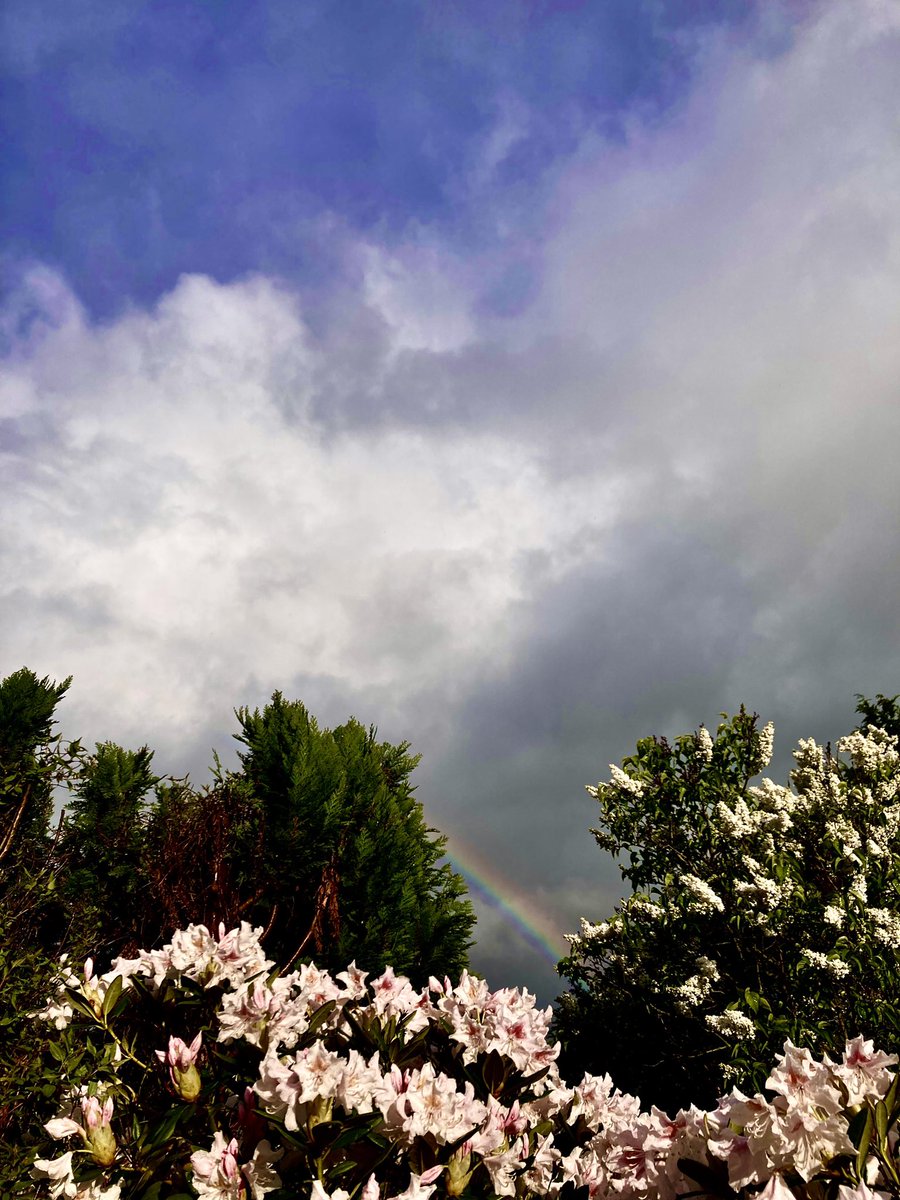 Wehender Flieder u Rhododendronblüten im Regen. Man beachte den Regenbogen!😉🥂
Ein AbendGruß aus #Niedersachsen!