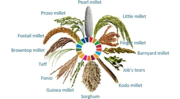 #Worldliverday: #Fibers in #Millets prevent #liver #inflammation.#Millets like #Barnyard may cleanse the liver to a great extent,#Foxtail ⬇️#cholestrol preventing non-alcoholic #fattyliver disease #NFLD & #Proso 's #Dietary #protein prevents Liver injury.@MoHFW_INDIA @AgriGoI