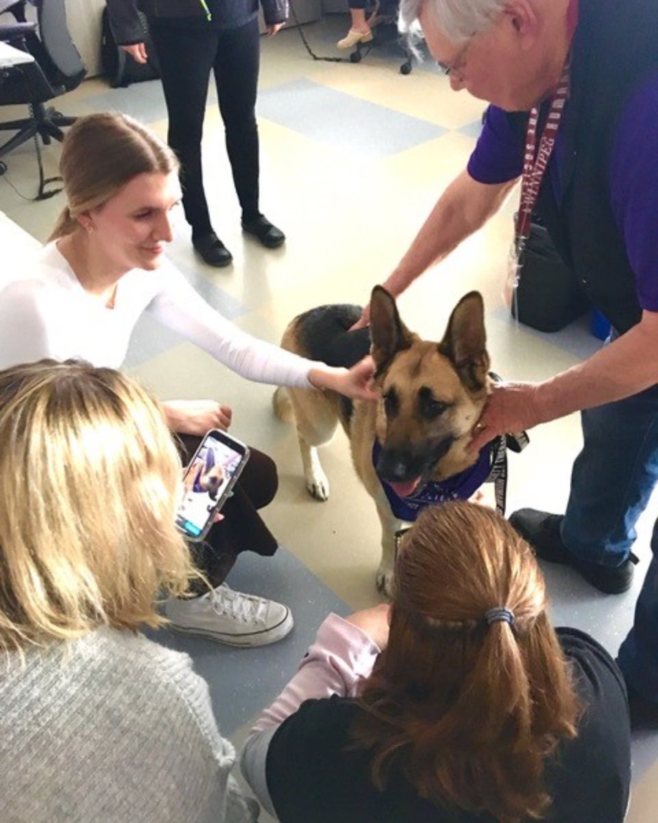 Our RCMP emergency call centre received a special visitor during National Public Safety Telecommunicators Week! “Holly”, a therapy dog, adopted from @WinnipegHumane, either wanted a treat – or to say “hi” to #rcmpmb officers! Thx for the visit Holly! #NPSTW