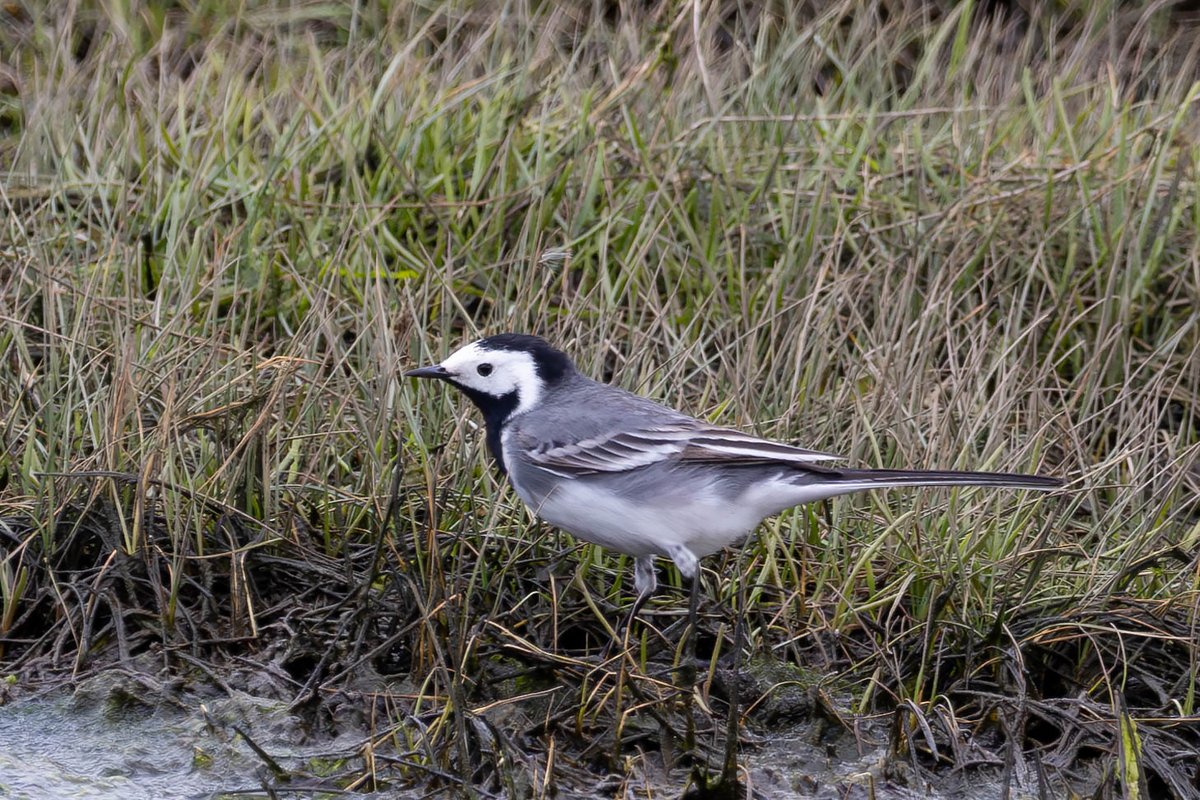It's been a good year for White Wagtails locally with my personal biggest single flock of 32 on the Power Station field. Closer examination suggests there may have been one or two 'intermediate' birds among them (last pic?). At least 10 were still on the Zinc Works Rd this a.m.